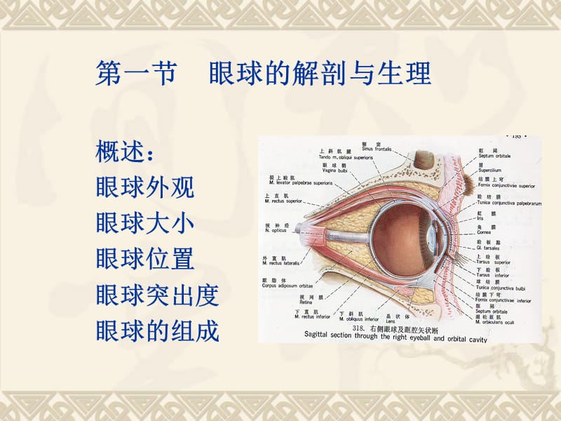 眼的解剖与生理.ppt_第3页