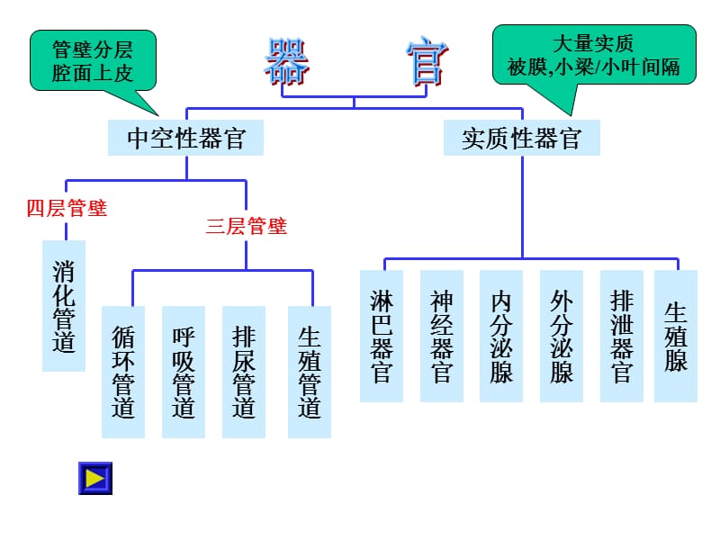 组织胚胎实验考试.ppt_第1页