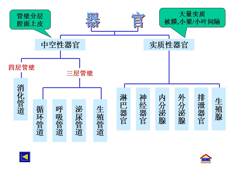 组织胚胎实验考试.ppt_第2页