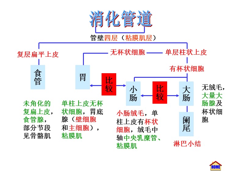 组织胚胎实验考试.ppt_第3页