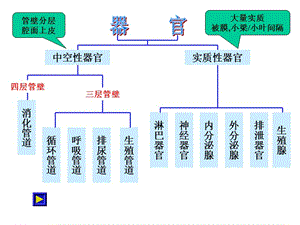 组织胚胎实验考试.ppt