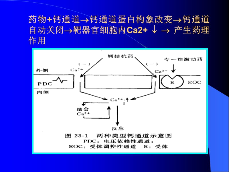 药理学-第21章钙通道阻滞药.ppt_第3页