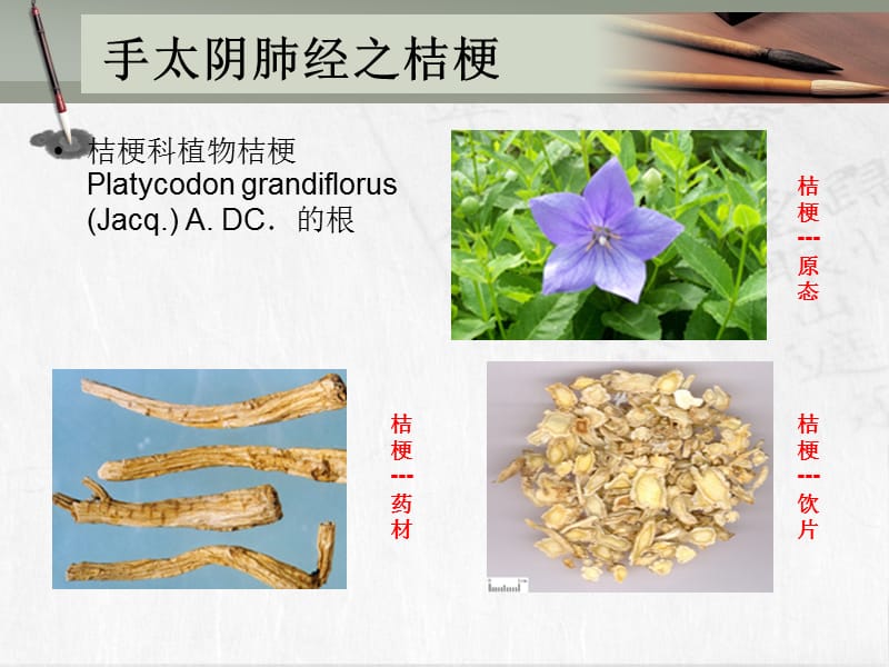 药物归经展示.ppt_第3页