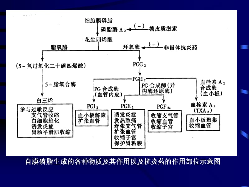 药理学——第9章 胆碱受体阻断药(II)—N胆碱受体阻断药.ppt_第3页