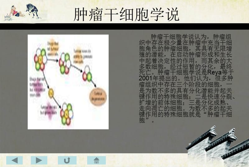 肿瘤肝细胞简介.ppt_第3页