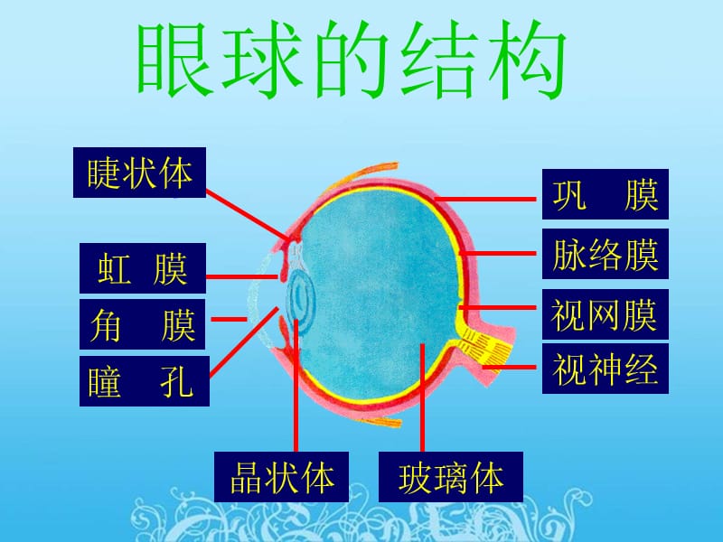 第一节人体对外界环境的感知.ppt_第3页