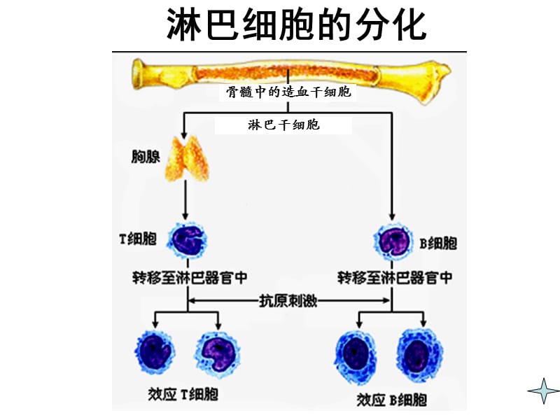 人教版教学课件第二章第四节免疫系统和免疫功能.ppt_第3页