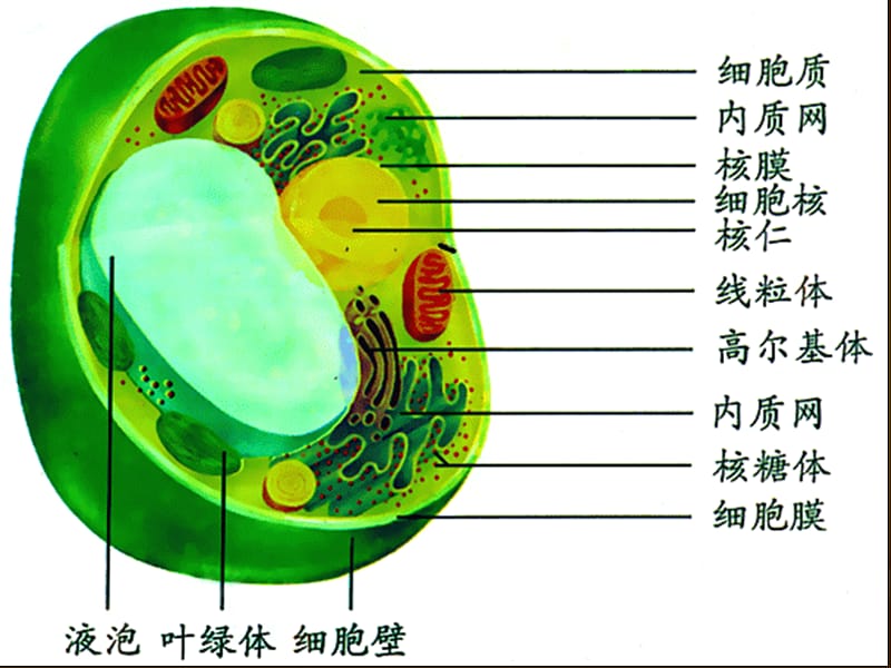 人教版教学课件细胞器—系统内的分工合作唐海.ppt_第3页