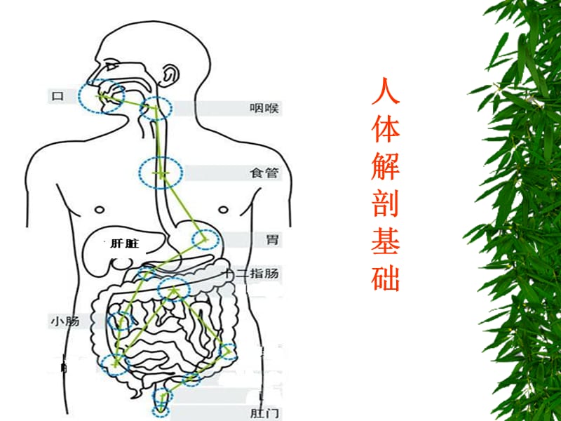 人体基础营养师相关知识.ppt_第2页