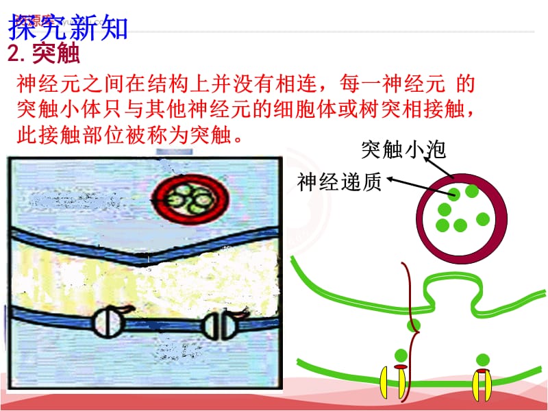 人教版生物必修三课件：第2章 第1节 通过神经系统的调节 第2课时.ppt_第3页