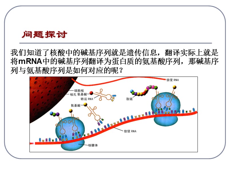 遗传密码子的破译(选学) 课件.ppt_第3页