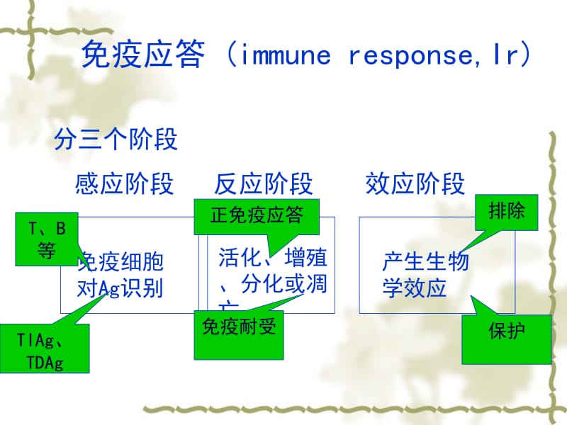 免疫学课件 体液免疫 14.ppt_第1页