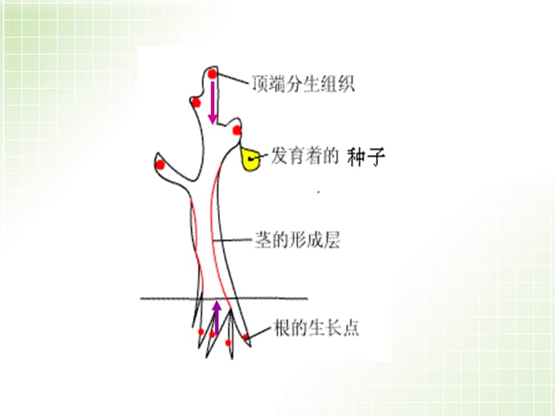 这两幅图的现象属于生物的什么特征.ppt_第3页