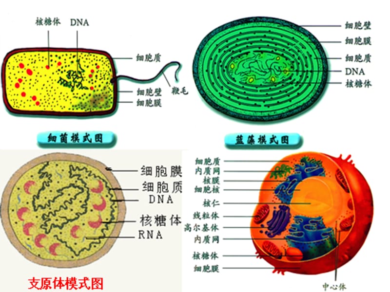 人教版教学课件广东省开平一中七年级生物 第3章 细胞的基本结构 复习课件.ppt_第3页