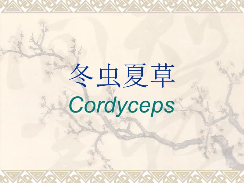 冬虫夏草(Cordyceps)介绍材料.ppt_第1页