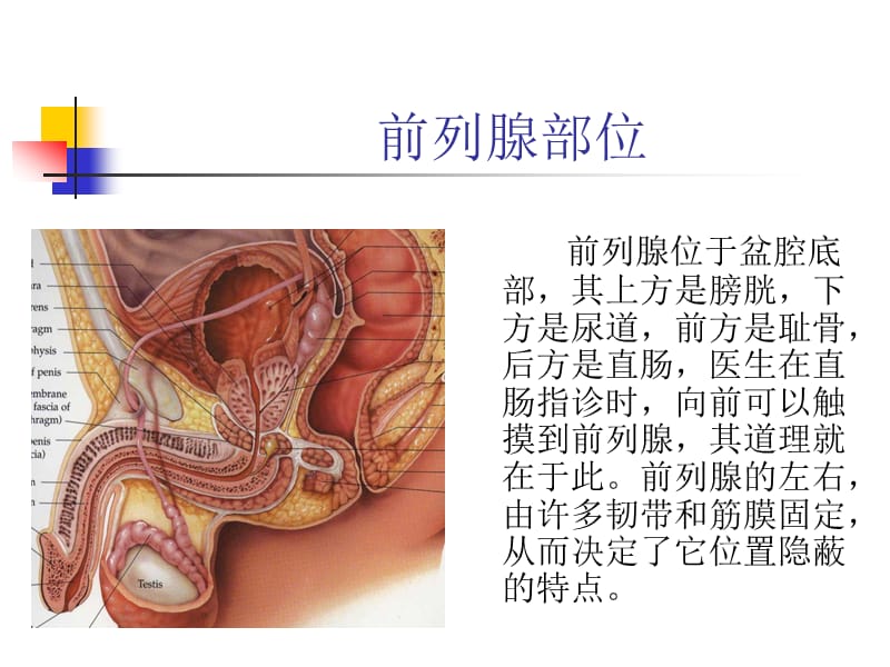 前列腺疾病的诊断和治疗.ppt_第2页