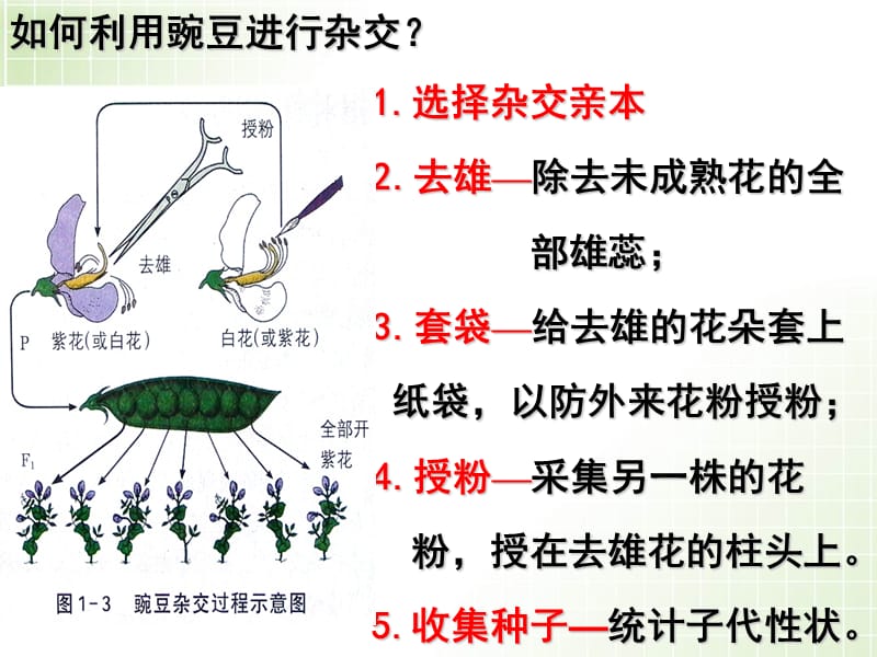 遗传的基本规律_复习.ppt_第3页