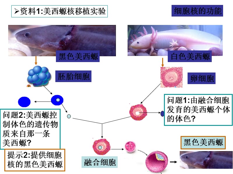 人教版教学课件云南省弥勒县庆来中学2011-2012学年高一生物 细胞核—系统的控制中心(课件).ppt_第2页