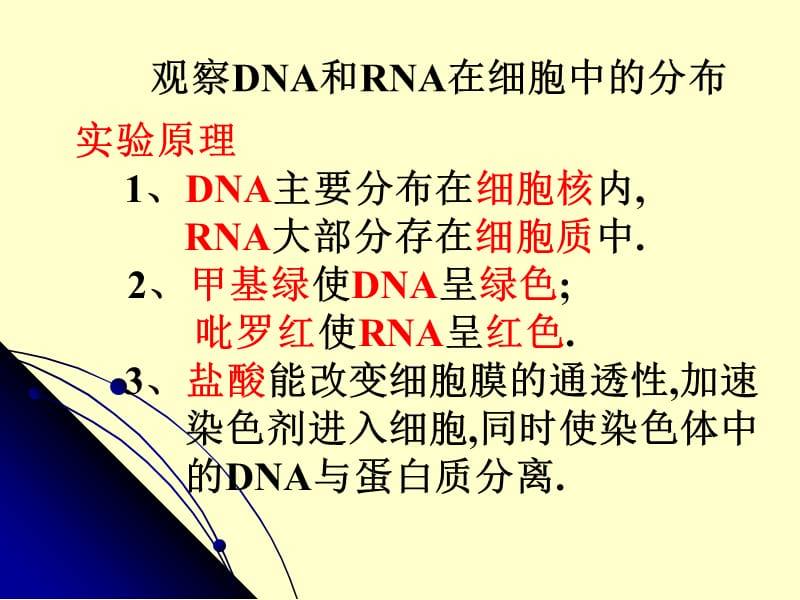 遗传信息的携带者--核酸.ppt_第3页