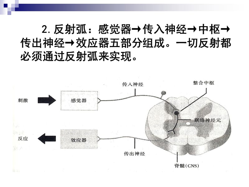 人体发育评定.ppt_第3页