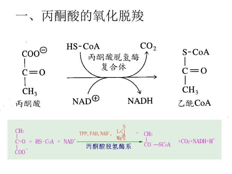 三羧酸循环(TCA).ppt_第3页