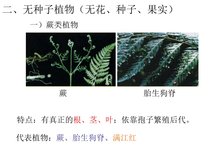 常见的植物课时2.ppt_第2页