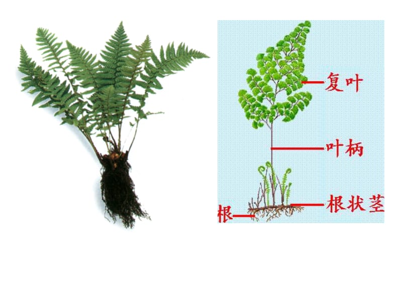 常见的植物课时2.ppt_第3页