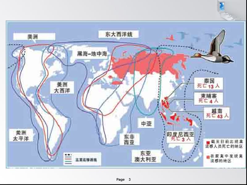 禽流感病毒.ppt_第3页