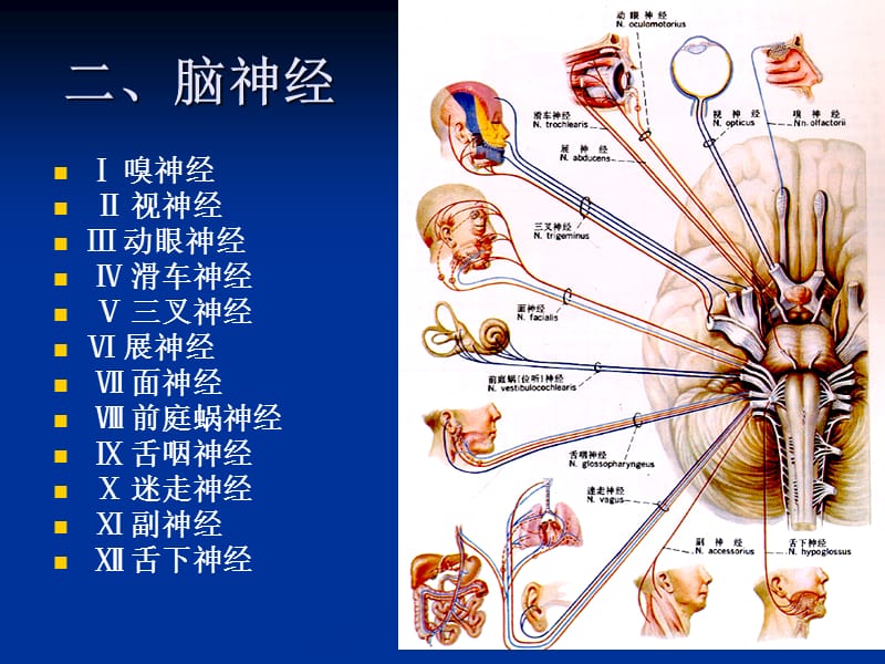 人体解剖学_第九章_神经系统-脑神经 2.ppt_第2页