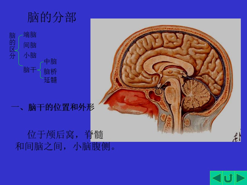 人体解剖学-脑干.ppt_第3页