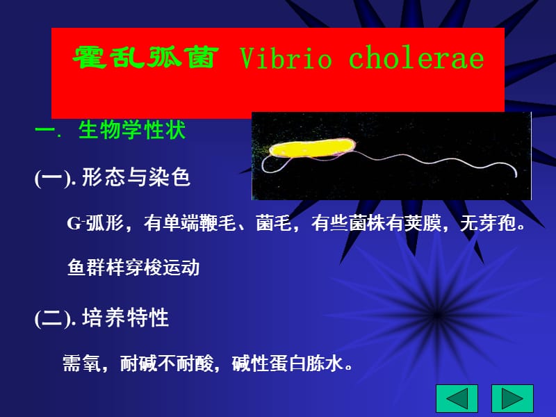 医学微生物-（鲁凤民）15 x13霍乱.ppt_第2页