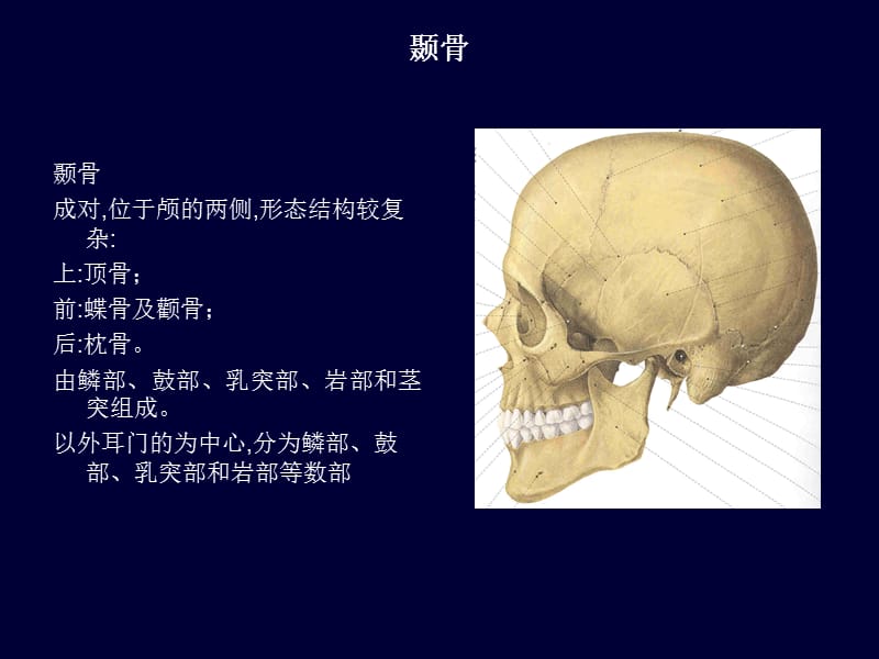 耳部应用解剖.ppt_第2页