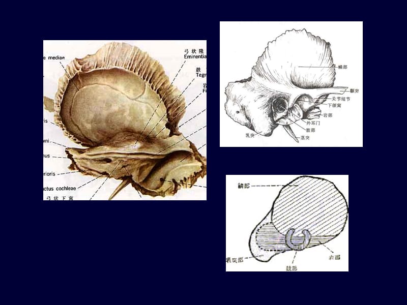 耳部应用解剖.ppt_第3页