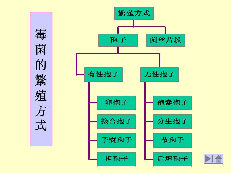 霉菌繁殖方式.ppt_第1页