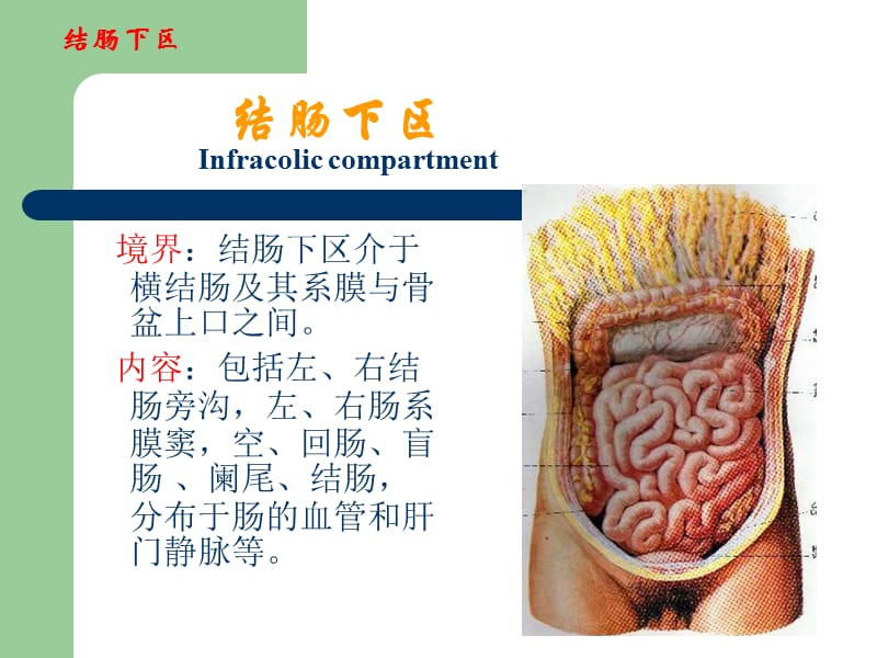 腹部结肠下区腹膜后隙yzg.ppt_第3页