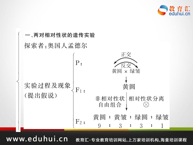 高考生物第一轮复习精品课件包第六单元遗传物质基础和基本规律考点27.ppt_第2页