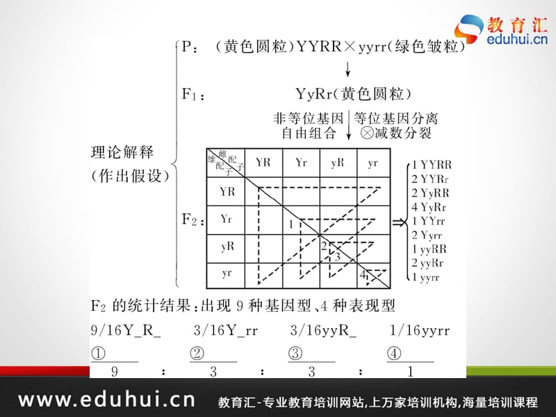 高考生物第一轮复习精品课件包第六单元遗传物质基础和基本规律考点27.ppt_第3页