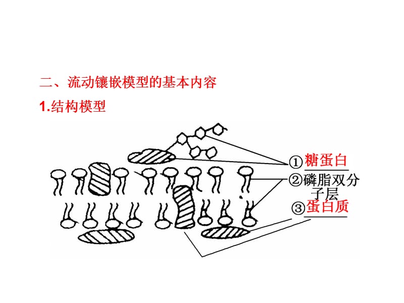 高考生物一轮复习必修1第4章生物膜的流动镶嵌模型物质跨膜运输的方式.ppt_第3页