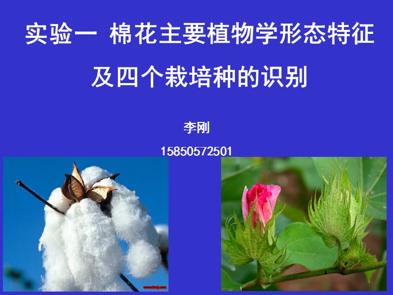实验一 棉花主要植物学形态特征及四个栽培种的识别.ppt_第1页