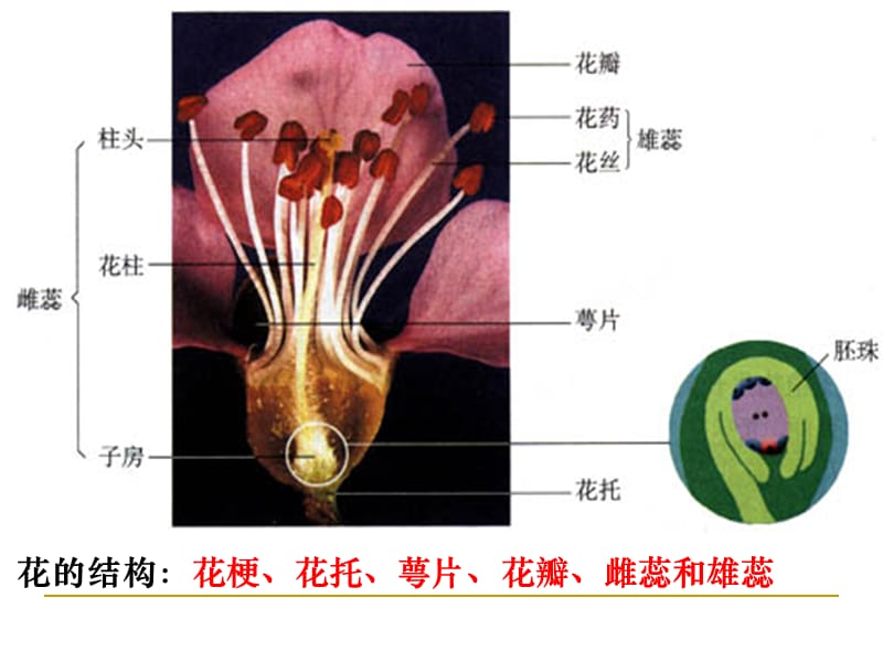 课题2月季的花药培养.ppt_第2页