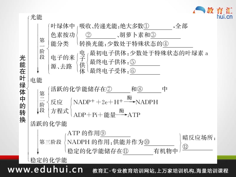 高考生物第一轮复习精品课件包第十单元光合作用与生物固氮41.ppt_第2页