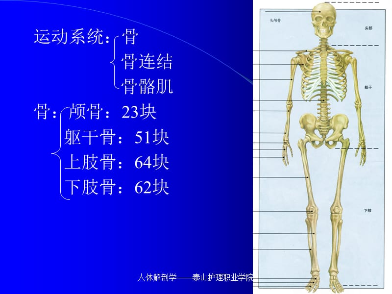 躯干骨颅骨.ppt_第2页