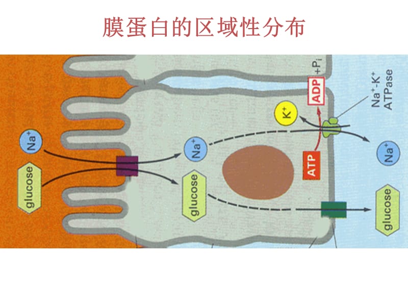 胞内蛋白的分选和运输-细胞生物学-课件3-10.ppt_第1页