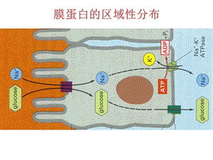 胞内蛋白的分选和运输-细胞生物学-课件3-10.ppt