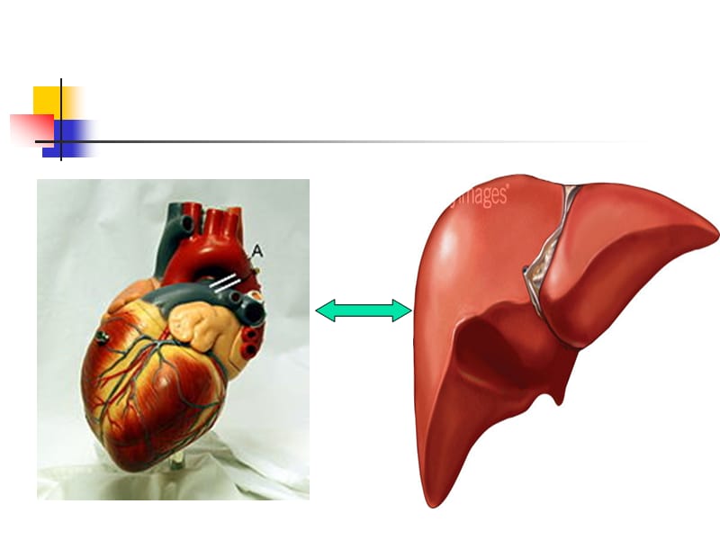 肝脏疾病和心脏疾病相互影响.ppt_第2页