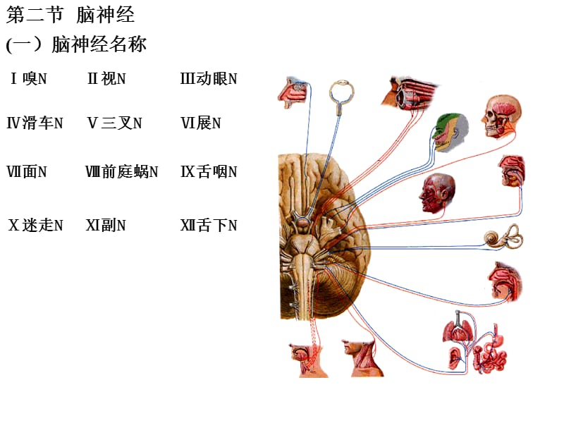 脑神经.ppt_第2页