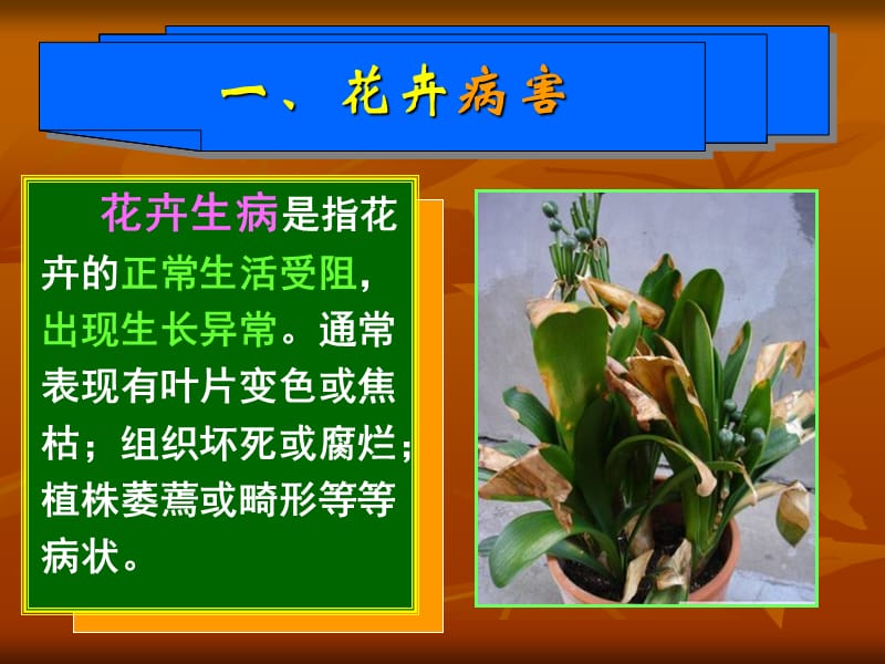 花卉病虫害防治.ppt_第3页