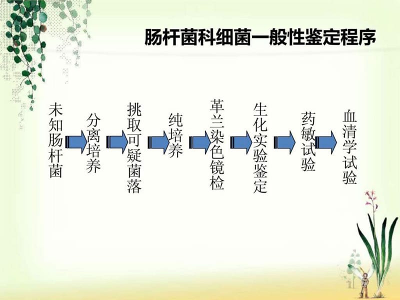 肠杆菌科细菌鉴定.ppt.ppt_第2页