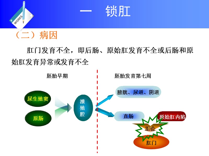 第10章直肠及肛门疾病.pps_第3页