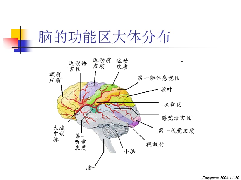 脑磁共振局部解剖与功能图谱.ppt_第2页